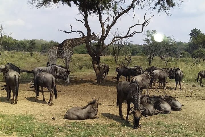 2-Day Gauteng Cultural & Safari Tour: Soweto, Apartheid Museum, Lion Park & Pilanesberg photo 2