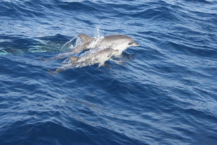 Dolphin Mini Cruise from Puerto del Carmen Marina (Lanzarote) photo 6