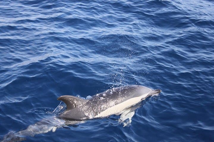 Lobos Island Dolphin Route: Half-Day Fast-Boat Excursion from Lanzarote photo 5