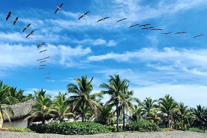 Monterrico Black Sand Beach & Mangrove Boat Tour with Artisanal Fishing and Lunch