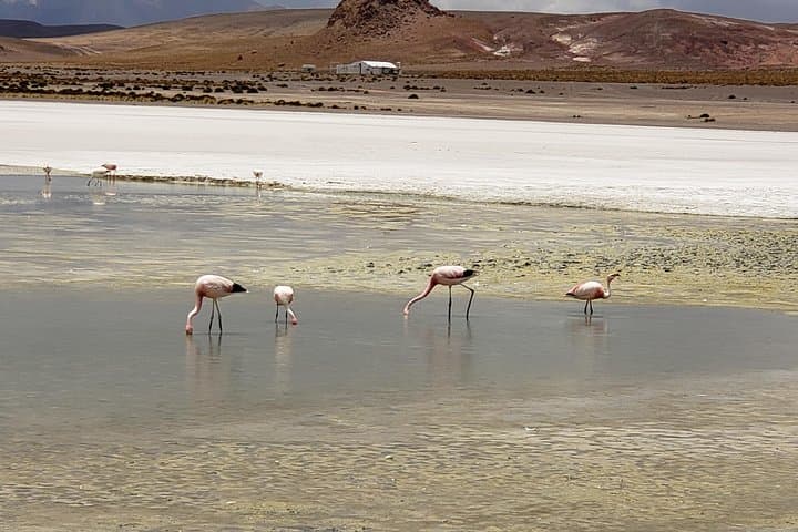 Salar de Uyuni & Colored Lagoons: 3-Day Altiplano Jeep Tour photo 3