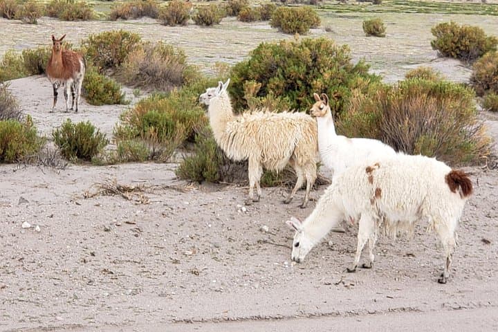 Salar de Uyuni & Colored Lagoons: 3-Day Altiplano Jeep Tour photo 6