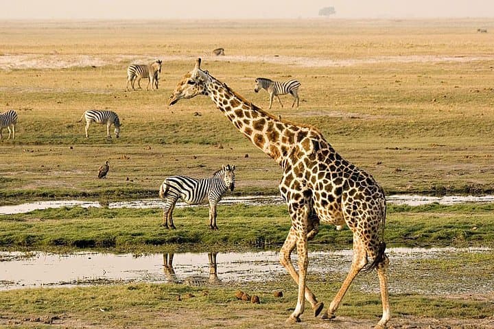 Chobe Day Trip From Livingstone: River Cruise & Game Drive in Botswana photo 3