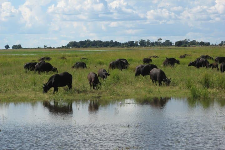 Chobe Day Trip From Livingstone: River Cruise & Game Drive in Botswana photo 4