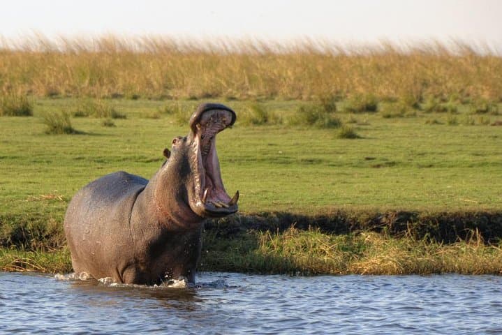 Chobe Day Trip From Livingstone: River Cruise & Game Drive in Botswana photo 5