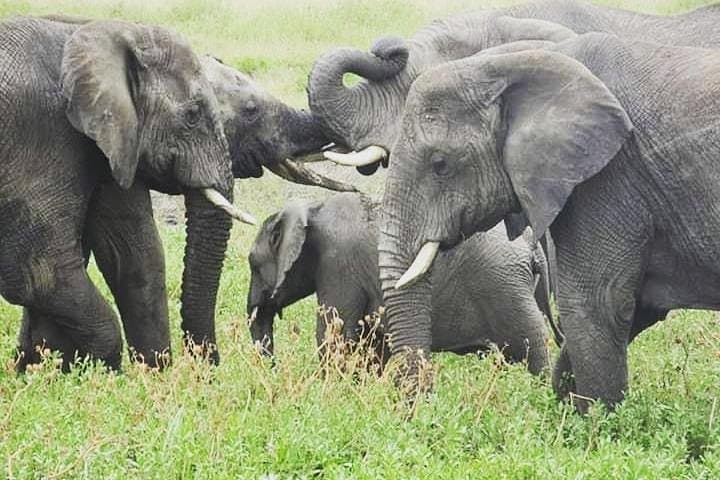 Ngorongoro Crater Day Safari from Arusha — Big Five on a Full-Day Game Drive photo 6