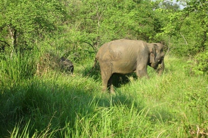 Jeep Safari to Minneriya National Park from Kandy — Wild Elephant Day Trip photo 1