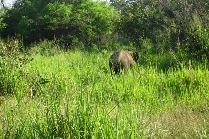 Jeep Safari to Minneriya National Park from Kandy — Wild Elephant Day Trip photo 2