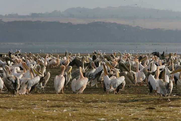 4-Day Safari: Lake Nakuru & Maasai Mara Big Five Adventure photo 3