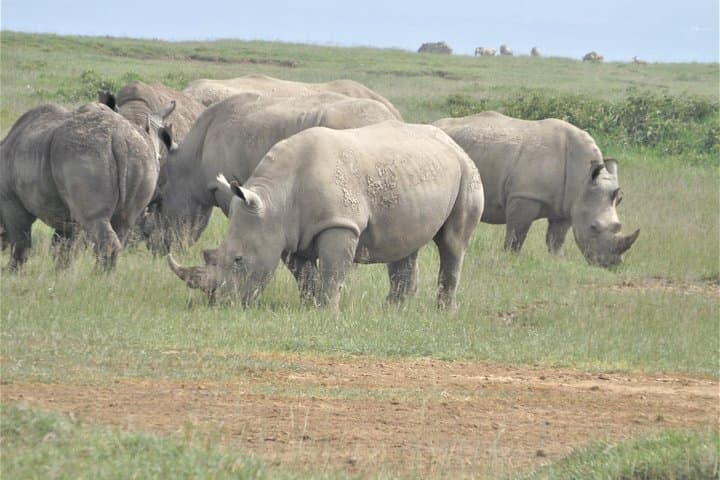 4-Day Safari: Lake Nakuru & Maasai Mara Big Five Adventure photo 4