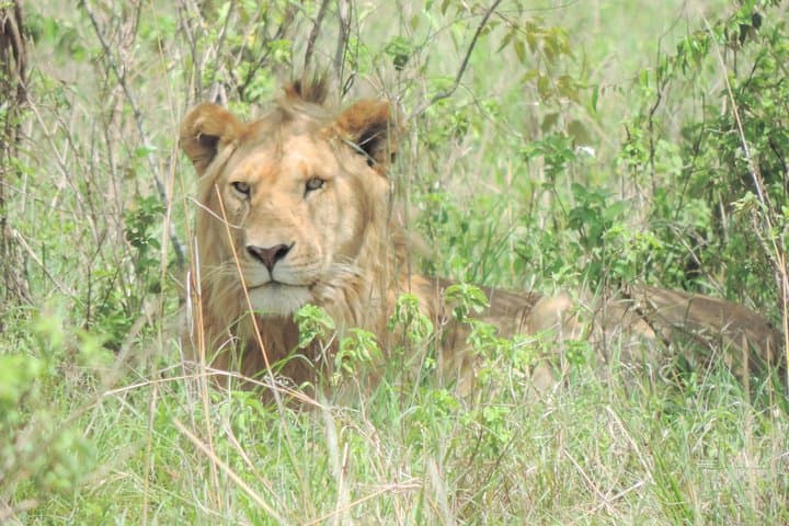 4-Day Safari: Lake Nakuru & Maasai Mara Big Five Adventure photo 5