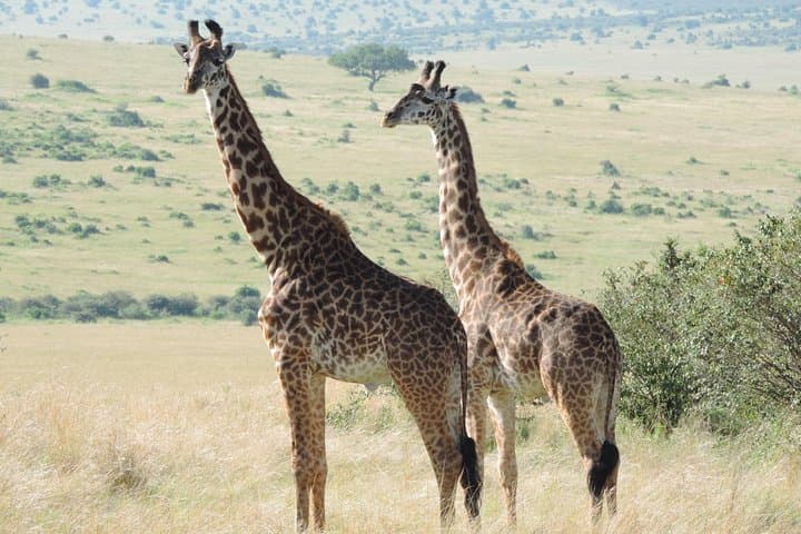 4-Day Safari: Lake Nakuru & Maasai Mara Big Five Adventure photo 6