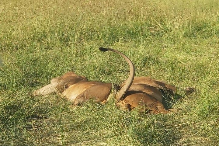 5-Day Camping Safari from Nairobi: Lake Manyara, Serengeti & Ngorongoro Crater photo 2