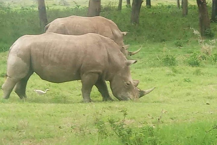 Three Parks One Safari: 6-Day Maasai Mara, Lake Nakuru & Amboseli Adventure photo 3