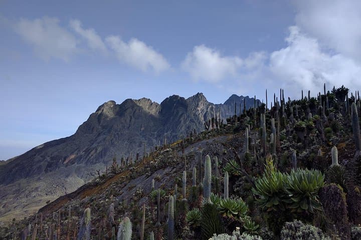 5-Day Rwenzori Trek: Rainforest, Lakes & High-Alpine Huts photo 5