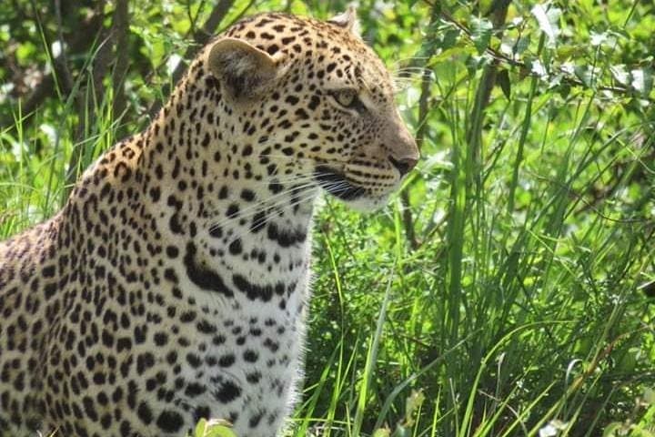 3-Day Masai Mara Lodge Safari: Game Drives, Hippo Pool & Maasai Village photo 5