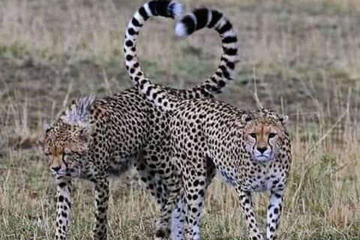 3-Day Masai Mara Lodge Safari: Game Drives, Hippo Pool & Maasai Village photo 3