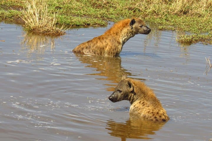 5-Day-Lake-Nakuru-Naivasha-Maasai-Mara-Safari-Kenya photo 4