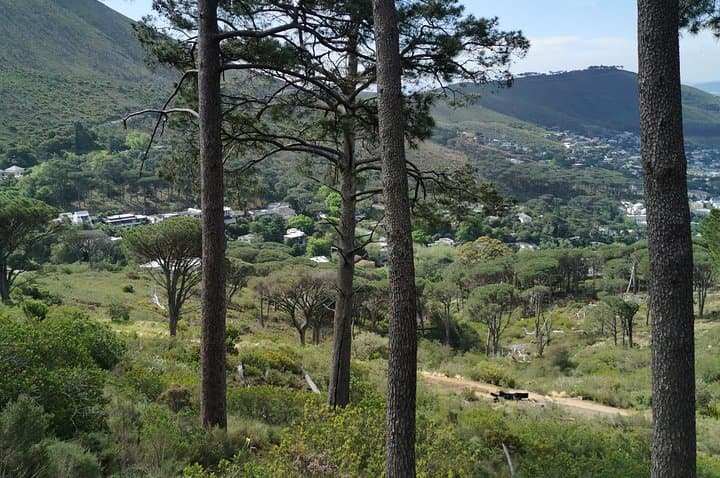 Cape Town City Tour: Table Mountain & Lion's Head in Four Hours photo 5