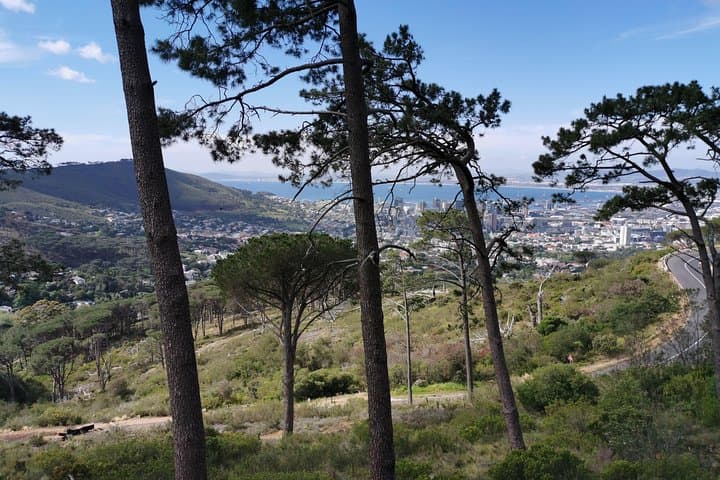 Cape Town City Tour: Table Mountain & Lion's Head in Four Hours photo 6