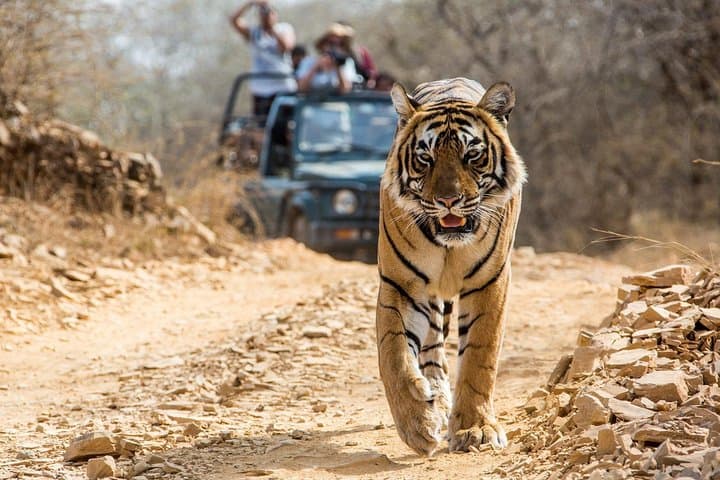 Ranthambore Tiger Safari from Jaipur — Private Day Tour to See Bengal Tigers