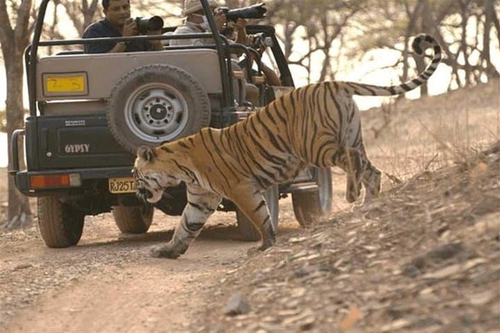 Ranthambore Tiger Safari from Jaipur — Private Day Tour to See Bengal Tigers photo 6