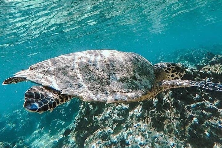 Blue Lagoon Snorkeling in East Bali: All-Inclusive Tour with Lunch photo 2