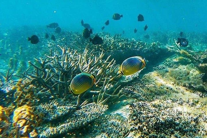 Blue Lagoon Snorkeling in East Bali: All-Inclusive Tour with Lunch photo 4
