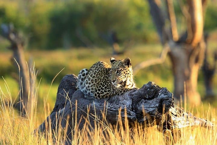 Close Encounters with Elephants and Kilimanjaro: 2-Day Amboseli National Park Safari photo 1