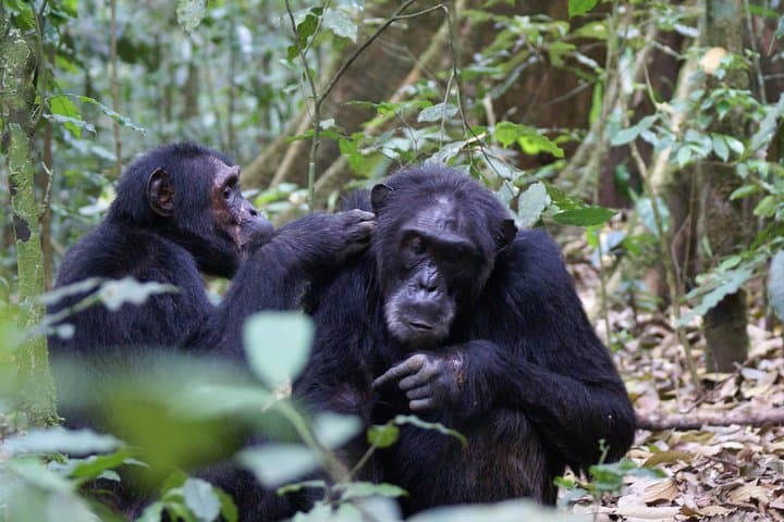 7-Day Fort Portal Culture Tour: Rwenzori, Kibale & Queen Elizabeth Safari