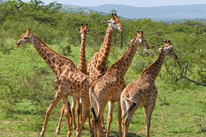 Day Safari: Tala Game Reserve, Natal Park & Phezulu Zulu Cultural Experience from Durban photo 3