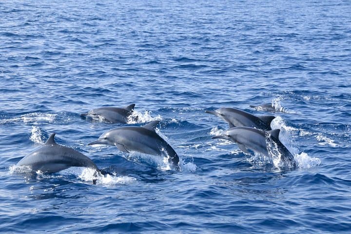 Trincomalee Whale and Dolphin Watching: Morning Boat Tour to Blue Whales photo 5