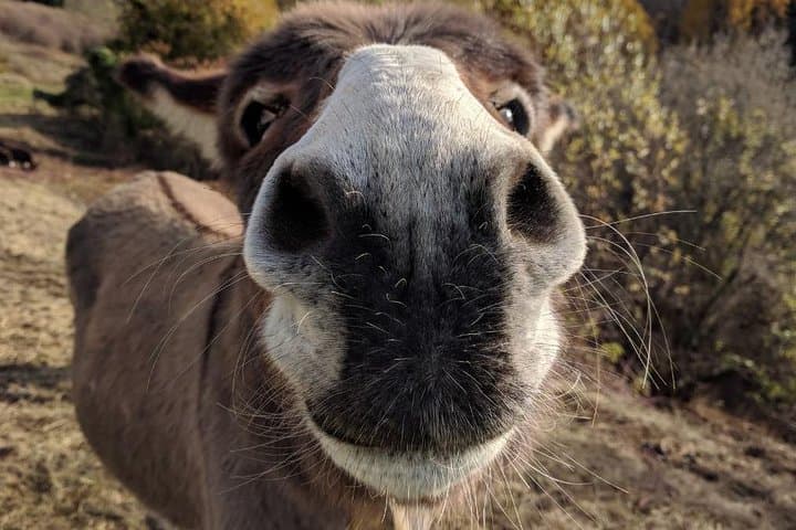 Donkey Day Hike in the Sibillini Mountains — Family-Friendly Trek