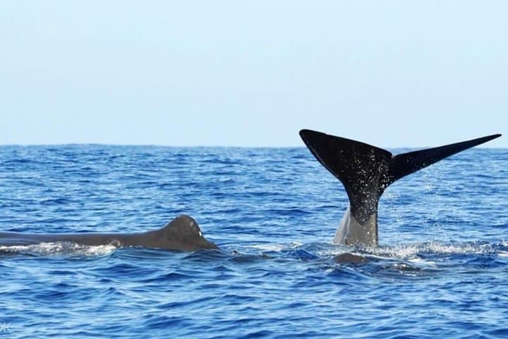 Trincomalee Whale and Dolphin Watching: Morning Boat Tour to Blue Whales photo 3
