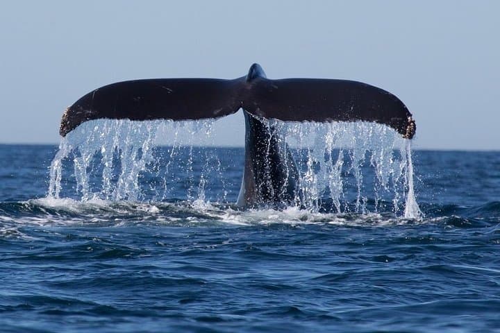 Trincomalee Whale and Dolphin Watching: Morning Boat Tour to Blue Whales photo 4