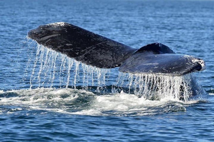Trincomalee Whale and Dolphin Watching: Morning Boat Tour to Blue Whales