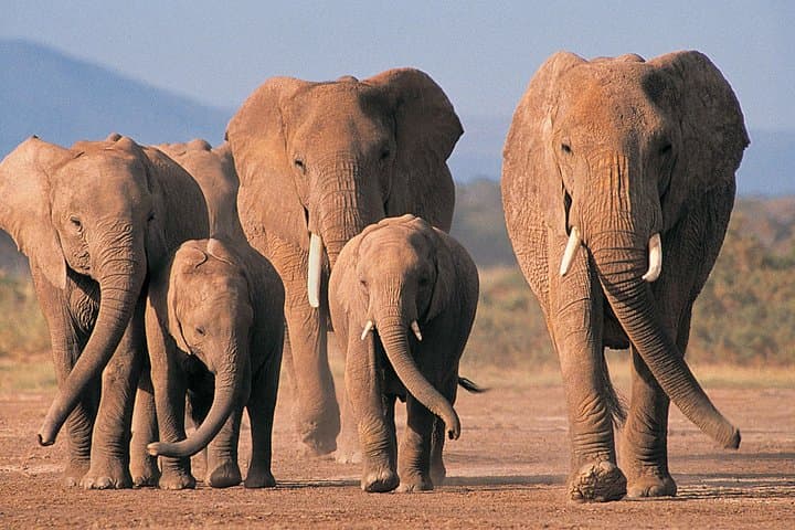 Day Safari: Tala Game Reserve, Natal Park & Phezulu Zulu Cultural Experience from Durban photo 2