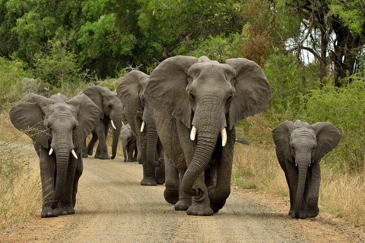 2-Day Hluhluwe–iSimangaliso Safari from Durban: Big Five, Hippos & Estuary Cruise photo 3