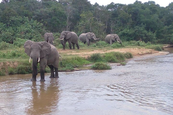 11-Day Uganda Safari: Gorillas, Big Five & Primates Across Murchison, Kibale, Bwindi photo 5