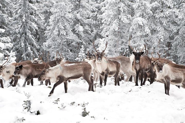 Rovaniemi Reindeer Farm Visit & Sleigh Safari — Meet Lapland’s Herds photo 5