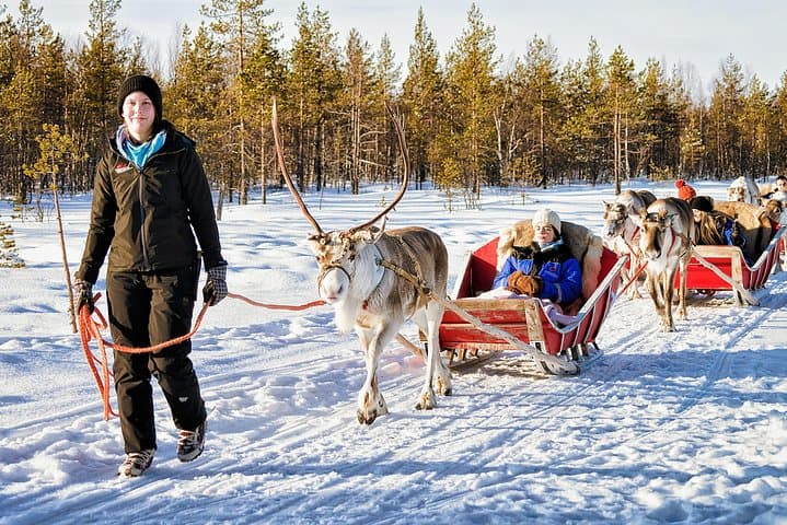 Rovaniemi Reindeer Farm Visit & Sleigh Safari — Meet Lapland’s Herds