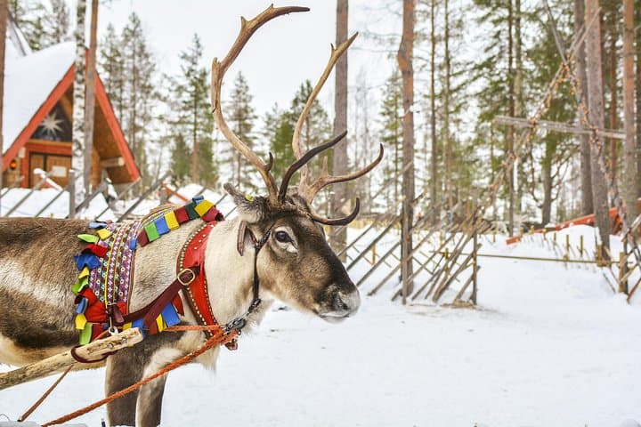 Rovaniemi Reindeer Farm Visit & Sleigh Safari — Meet Lapland’s Herds photo 3