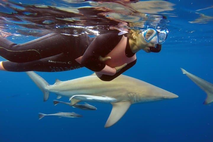 Cageless Shark Snorkel at Aliwal Shoal — Durban's Blacktip Shark Experience