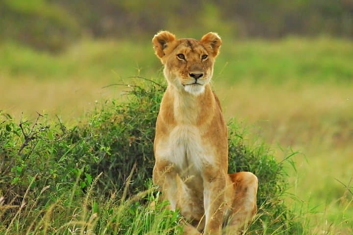 Two-Day Budget Safari in Masai Mara: Big Cats, Wildebeest and Sunrise Game Drives