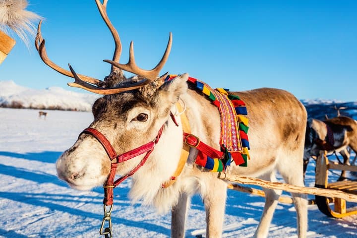 Rovaniemi Reindeer Farm Visit & Sleigh Safari — Meet Lapland’s Herds photo 6