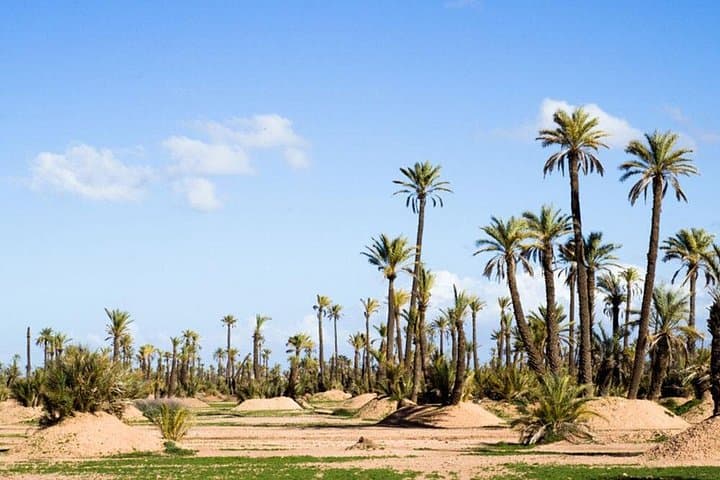 Palmeraie Buggy Ride: 2-Hour Off-Road Adventure in Marrakech's Palm Oasis photo 3