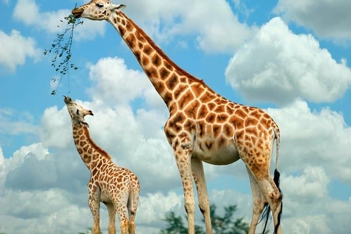 Nairobi Layover: Giraffe Center and David Sheldrick Elephant Orphanage Day Tour photo 6