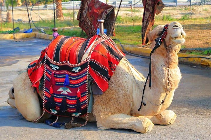 Agafay Desert Camel Ride: 1-Hour Camel Trek from Marrakech photo 4