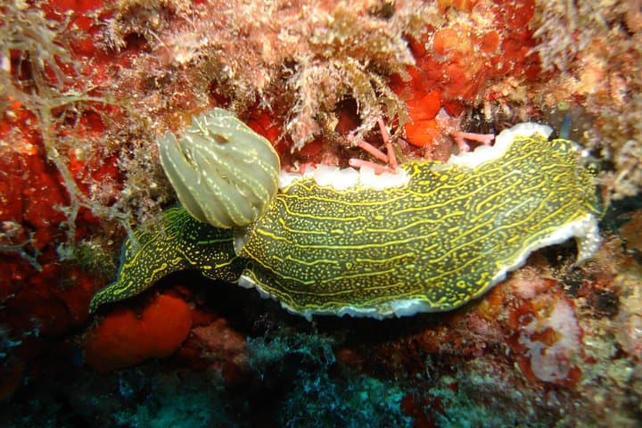 Coast-to-Coast Snorkeling Taormina & Isola Bella — Giardini Naxos Boat Tour photo 3