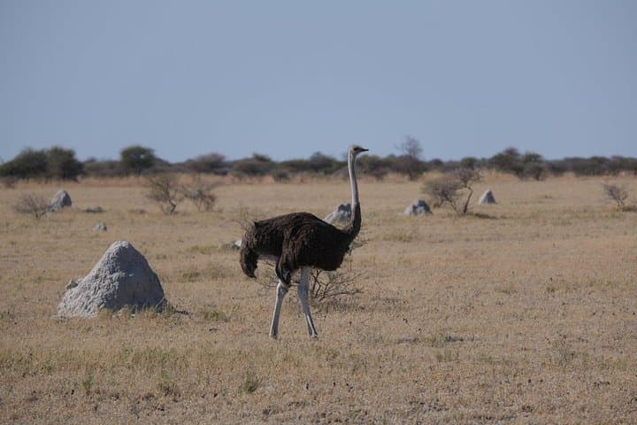 15-Day Mobile Camping Safari Through Botswana's Okavango & Makgadikgadi photo 3